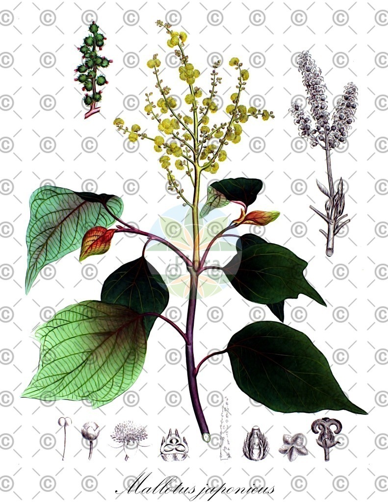 HistAbb_wfo-0000449340_2_ENZY_Simple | Historische Abbildung von Mallotus japonicus - Euphorbiaceae | Historical Illustration of Mallotus japonicus - Euphorbiaceae