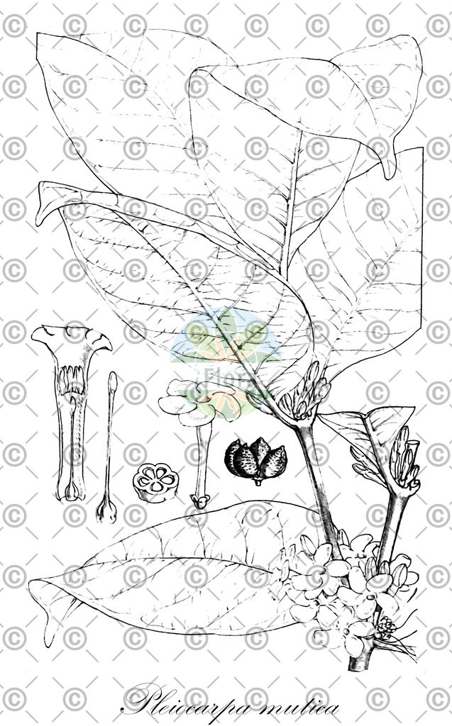 HistAbb_wfo-0001261078_1_ENZY_Simple | Historische Abbildung von Pleiocarpa mutica - Apocynaceae | Historical Illustration of Pleiocarpa mutica - Apocynaceae
