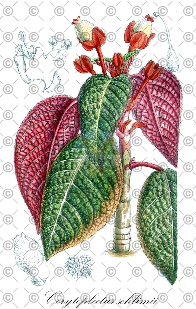 HistAbb_wfo-0000623526_1_ENZY_Simple | Historische Abbildung von Corytoplectus schlimii - Gesneriaceae | Historical Illustration of Corytoplectus schlimii - Gesneriaceae