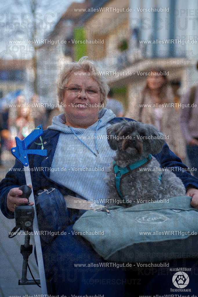 Pfötchenmarkt Nettetal-Lobberich 2026 - Nettetal-Tag - Daniel Wirth - www.allesWIRTHgut.de - @allesWIRTHgut_Tierfotografie 7R507754 | Professionelle Tierfotografie in Mönchengladbach von Daniel Wirth (allesWIRTHgut). Liebevolle & natürliche Bilder von Hunden & Katzen für unvergessliche Erinnerungen.