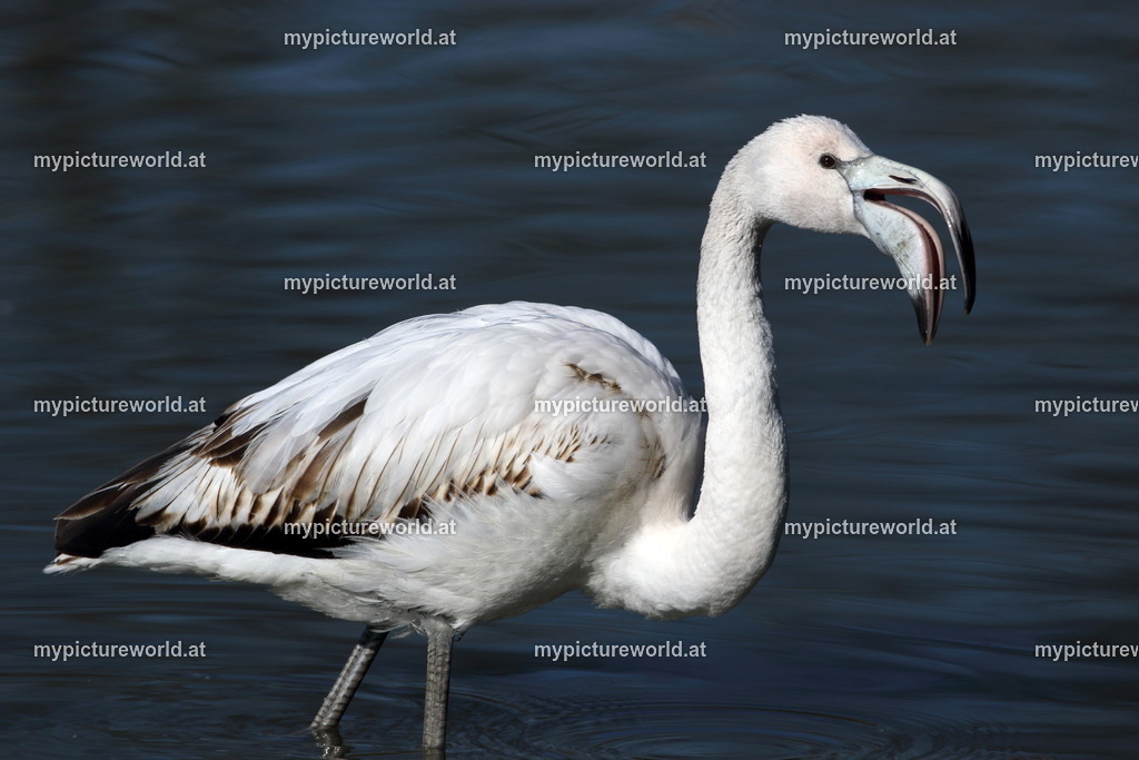 Rosaflamingo-051 | Das Bilderarchiv über Tiere, Planzen und Landschaften. In der Bilddatenbank finden Sie ein große Auswahl an hochwertigen Bilder für Ihre Werbung - Realisiert mit Pictrs.com