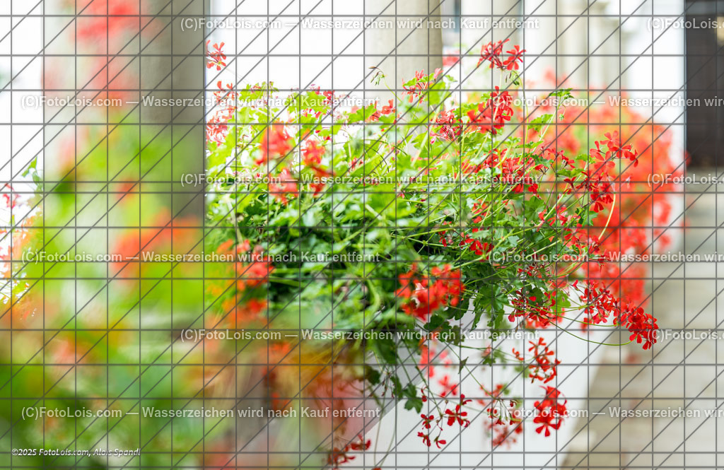 _ALP3707_Dinnerkonzert | XLI. CHOPIN-Festival - Prätatensaal, Sa 16. Aug. 2025, 13.00 Uhr, DINNERKONZERT, festliches Mittagessen mit musikalischen Darbietungen, Gewidmet Johann Strauss (200. Geburtstag) und Frédéric Chopin.    Manfred Wagner-Artzt - Klavier, Vera Kostner - Violine und Elias Tiefenbacher - Jazz-Piano.