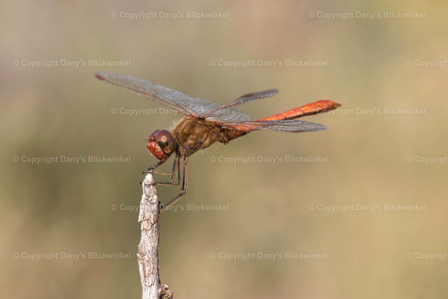 202027 | Tierfotografie, Tierkalender, Tierbilder, Insekten, Spinnen, Vögel, Schmetterling, Libellen, Leinwand, Colorkey, Qualität, Geschenkartikel, Geschenk - Realisiert mit Pictrs.com