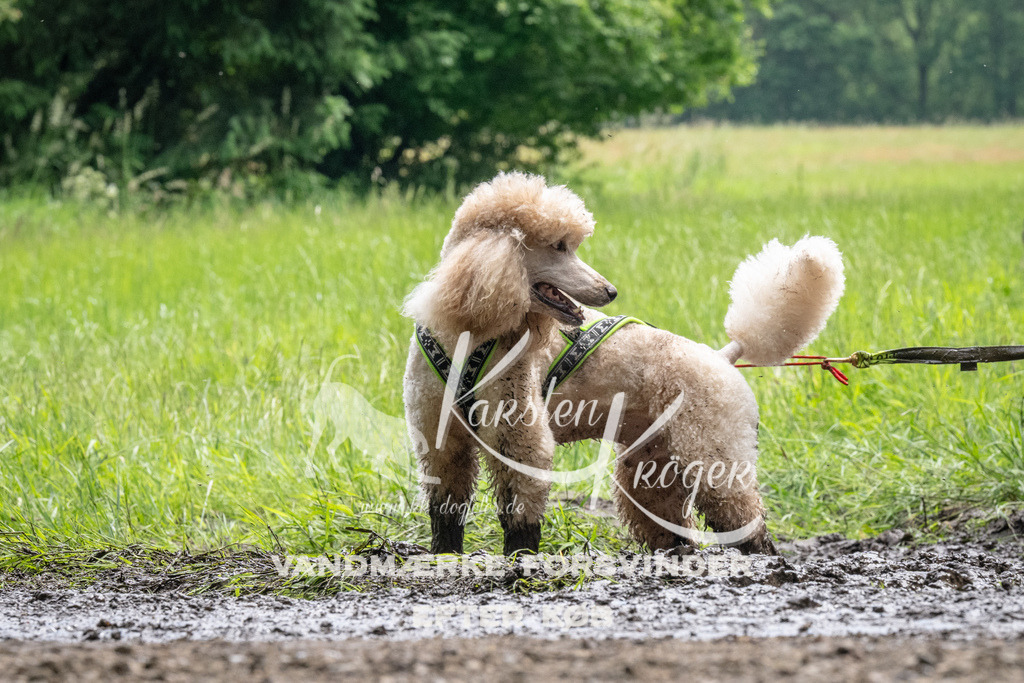 1106_ZZ91525 | kk-dogfotos