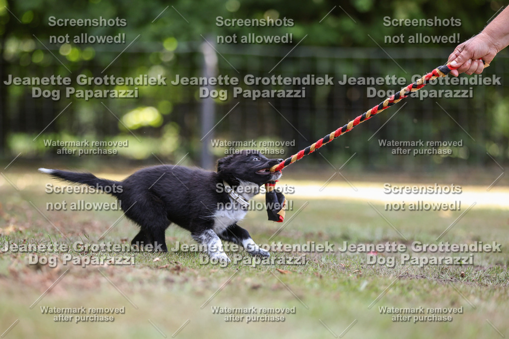 Dog Paparazzi -  Agiltiy Greffen 0826-553 Kopie | Dog Paparazzi Jeanette Grottendiek Fotografie & Videografie - Realisiert mit Pictrs.com