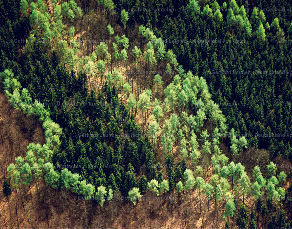 3090264 | frühlingshafte Baumstrukturen bei  Dammbach