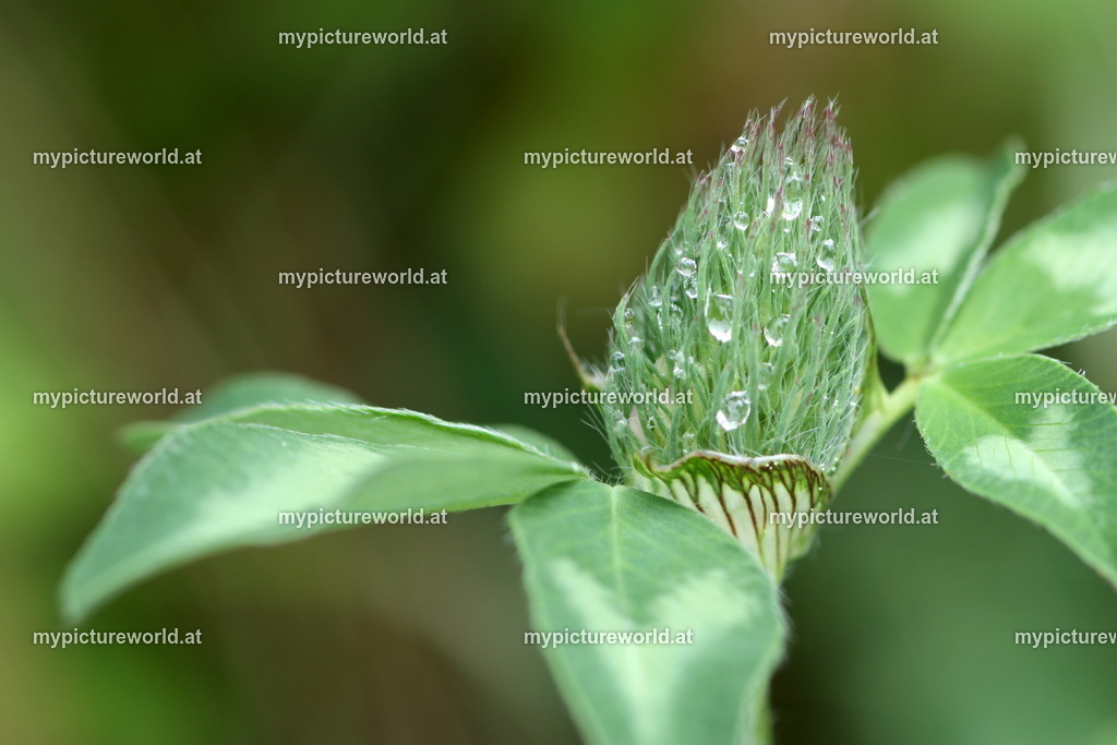 Wiesenklee-002 | kurz vor dem Aufblühen - Realized with Pictrs.com