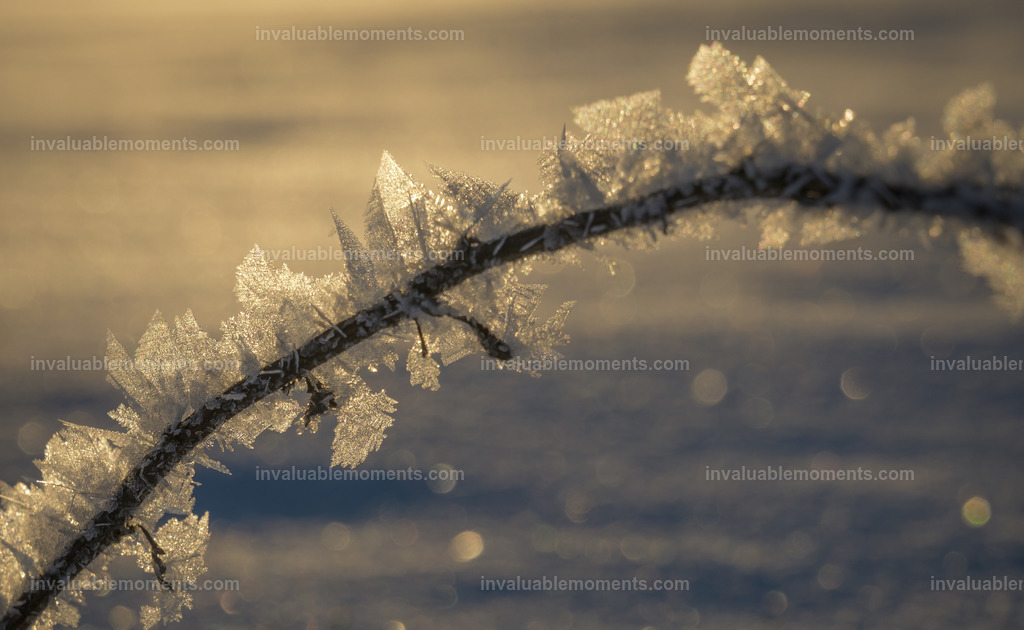 DSC_0154 | invaluablemoments.com - Realisiert mit Pictrs.com