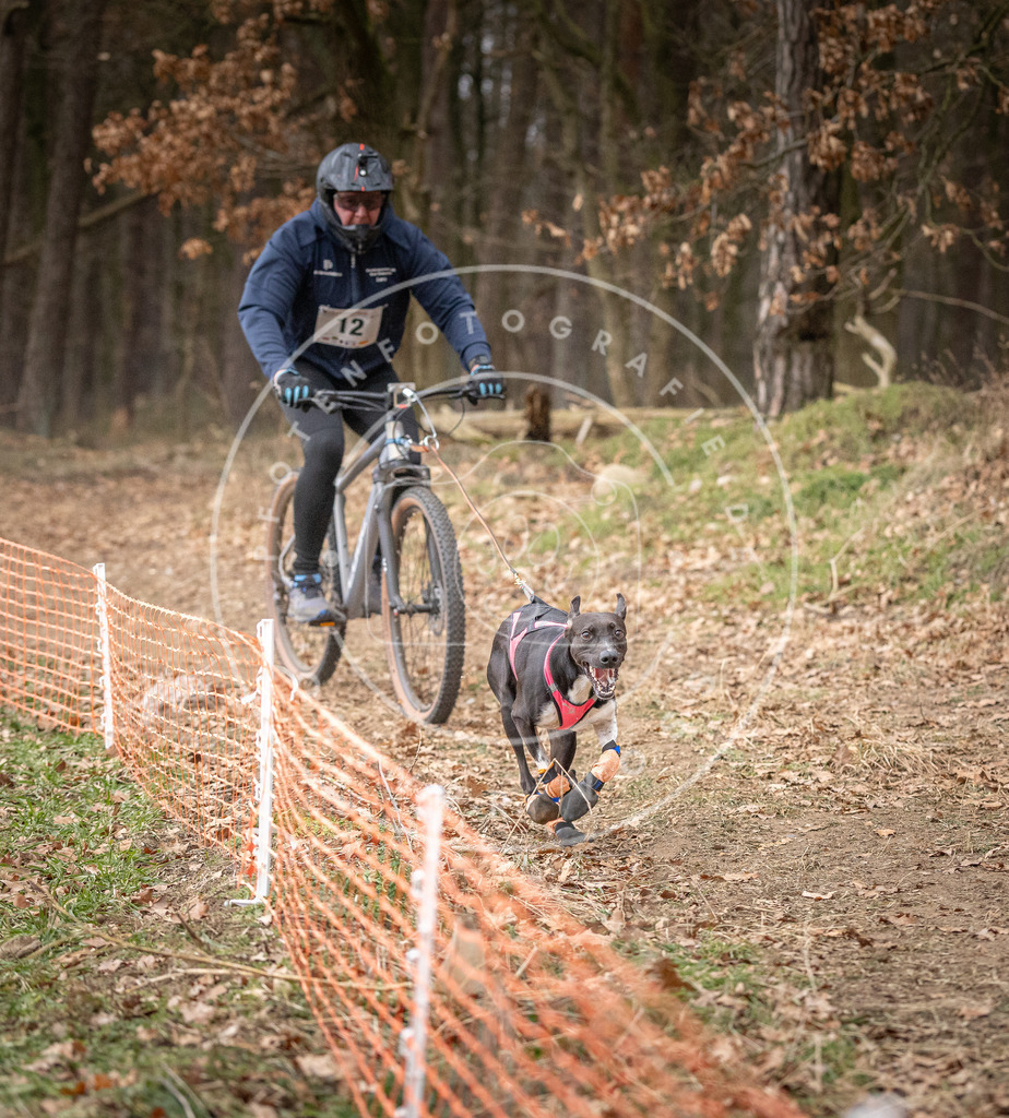 Pfotenfotografie_DV3A1571 | Hundefotografie, Tierfotograf, Pfotenfotografie, Fotoshooting Hund, Hunde Portrait, Hundesport, Hundeportraits, Heideshooting, Hunde, Sportfotograf, Hundefotograf, Turnierhundsport, THS,  - Realisiert mit Pictrs.com