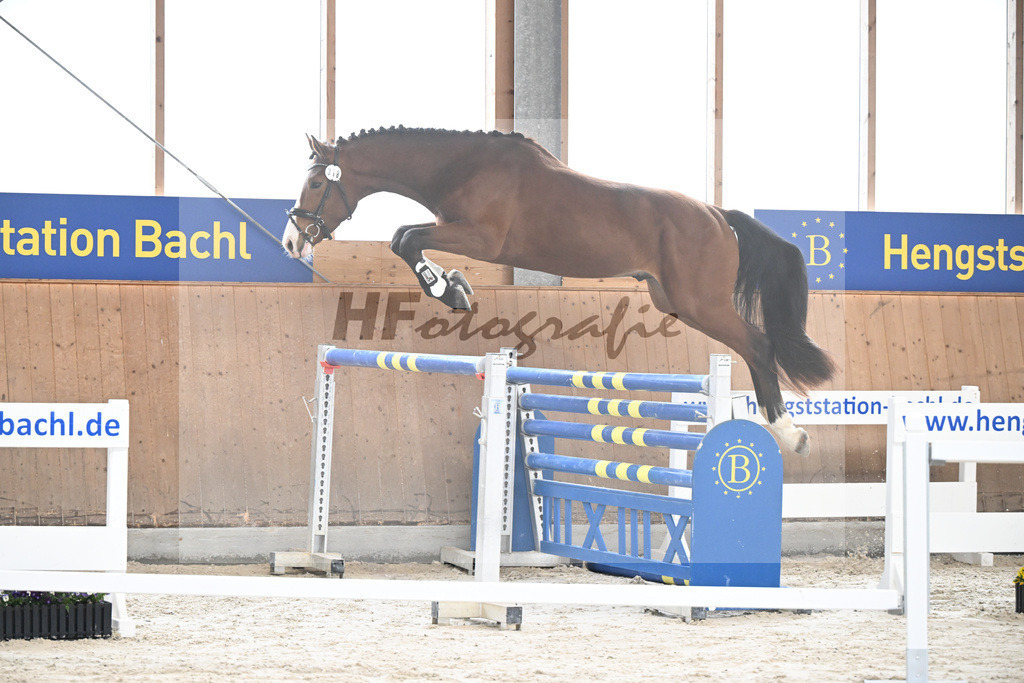 Kat-Nr. 18 Agathus de la Ceur v. Asterix de Couleur_Hoffmeister_5251291 | hf-fotografie - Realisiert mit Pictrs.com