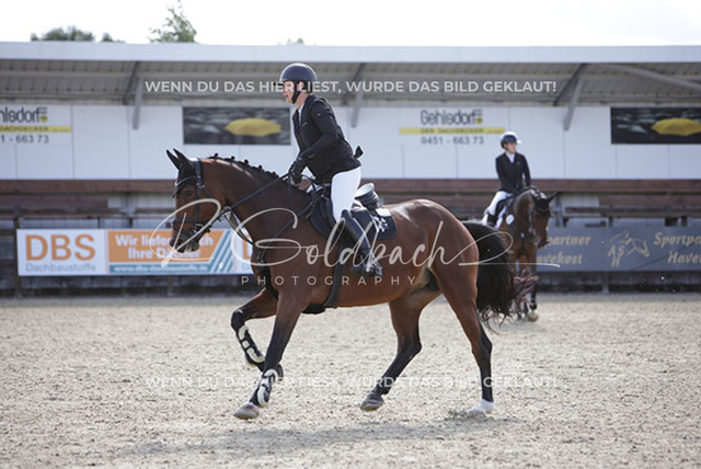 1J2A3881Loreen Schreiter_ La Belle de jour 3_ Kn613_ Havekost | Foto- und Videografie für alles rund ums Pferd. Hochwertige Bilder und Videos vom Spring- und Dressurreiten, Voltigieren & mehr. Jetzt aktuelle Veranstaltungen und Preise im Shop ansehen. - Realisiert mit Pictrs.com