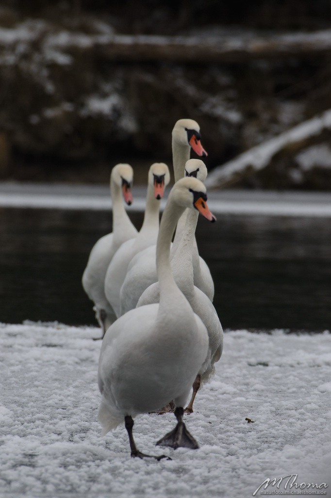 Schwänemarsch | Dies ist der Online-Shop von naturfoto.michaelthoma.de. Ich bin leidenschaftlicher Naturfotograf und fotografiere von der Andromedagalaxie bis zum Zwergtaucher, von der Ameise bis zum Orionnebel alles was mit Natur zu tun hat. Hier kann eine Auswahl meine - Realisiert mit Pictrs.com