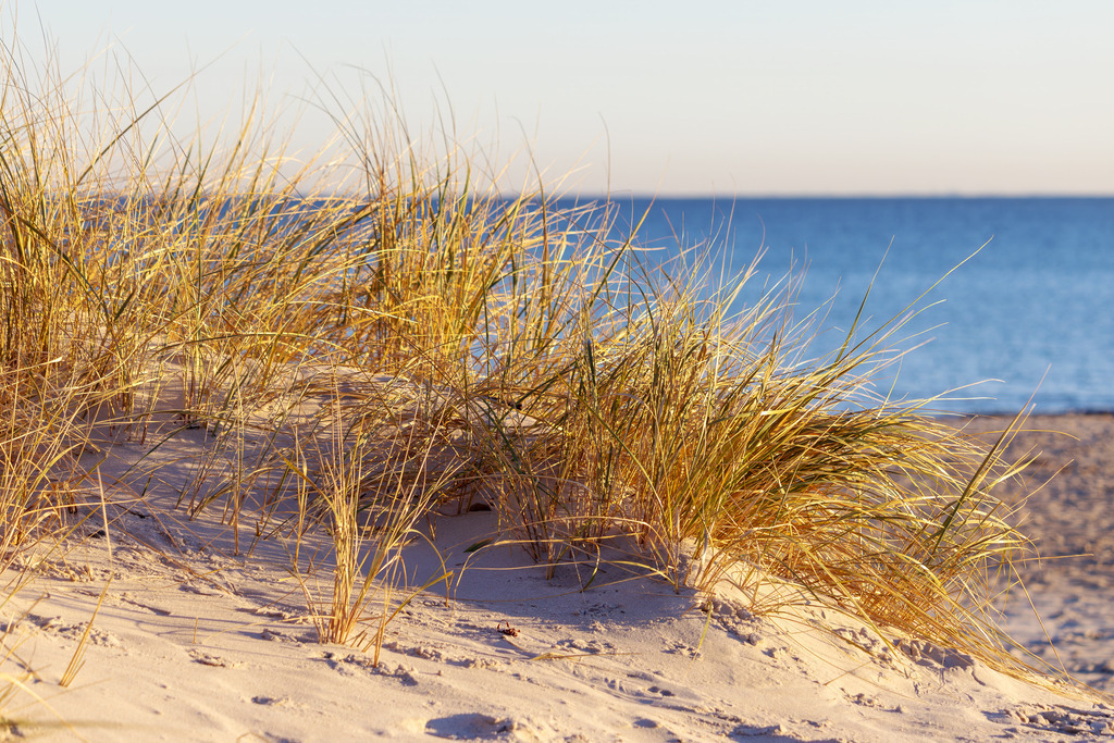 Wandbild: Strandhafer im Abendlicht – Natürlich und still | Dieses Wandbild zeigt Strandhafer am Ostseestrand im abendlichen Sonnenlicht. Die warmen Farben des späten Tages tauchen die Szene in ein sanftes Licht, das die goldgelben Halme leuchten lässt.Im Hintergrund liegt das Meer ruhig und weit, der klare Himmel verstärkt die friedliche Stimmung. Ein Motiv, das Natürlichkeit, Wärme und Gelassenheit ausstrahlt – ideal für Räume, die Ruhe und Weite verkörpern sollen. - Realisiert mit Pictrs.com