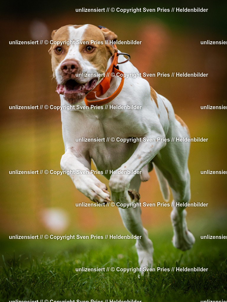 Sven Pries | 2025-04-13 - Hunderennen Baden-Baden - Realisiert mit Pictrs.com