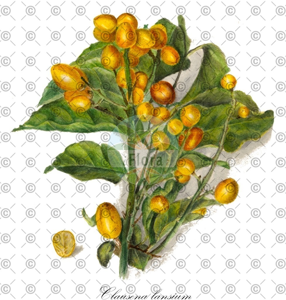 HistAbb_wfo-0000608734_1_ENZY_Simple | Historische Abbildung von Clausena lansium - Rutaceae | Historical Illustration of Clausena lansium - Rutaceae