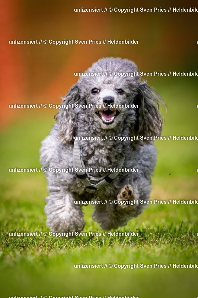 Sven Pries | 2024-09-22 - Hunderennen Baden-BadenPudelverein - Realisiert mit Pictrs.com