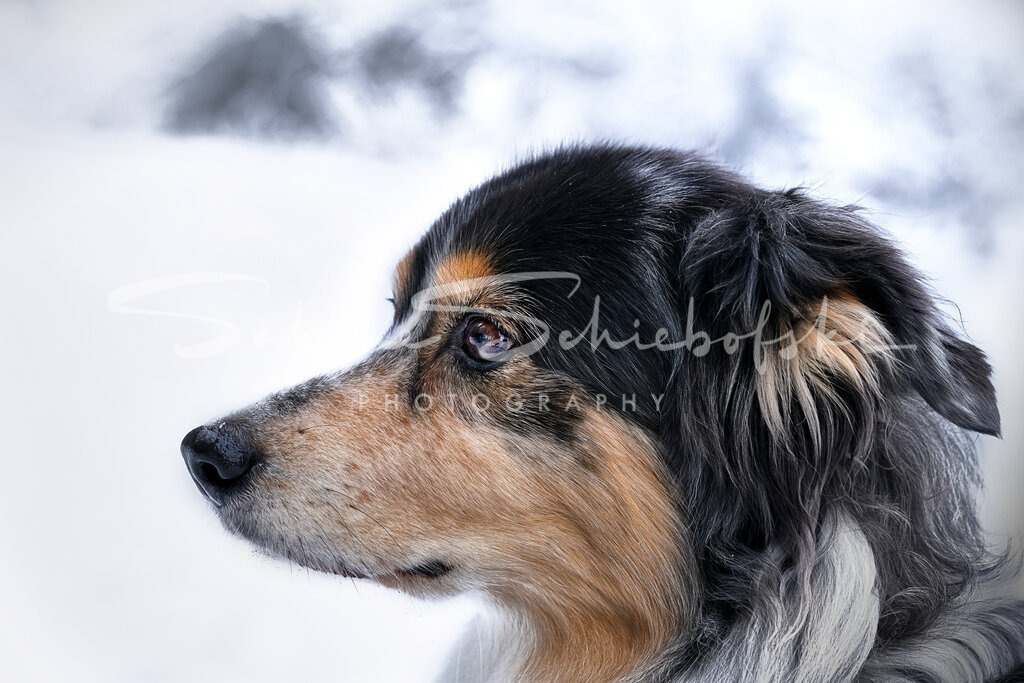 "June"  Australian Shepherd | People- und Tierfotografie, Imageaufnahmen, Veranstaltungsfotografie und Wandbilder aus der Natur ★ Made in Germany ✔️ Druck + Downloads ✔️ Naturfotografie in Top Qualität ★ schneller Versand, weltweite Lieferung! - Realisiert mit Pictrs.com