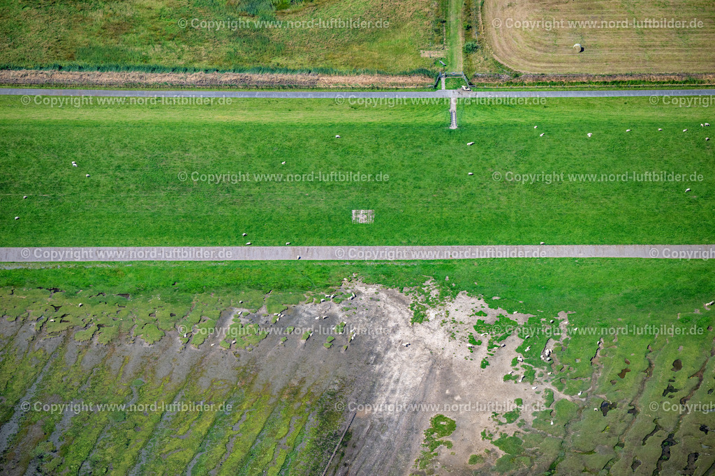 Sylt_Morsum_Deich_Schafe_ELS_5110130825 | SYLT 13.08.2025 Küsten- Landschaft mit Deich- Schutzstreifen mit Schafen an der Straße Gungwai in Sylt Nordsee - Insel im Bundesland Schleswig-Holstein, Deutschland. // Coastline with dike protection strips on street Gungwai in Sylt North Sea Island in the state Schleswig-Holstein, Germany. Foto: Martin Elsen