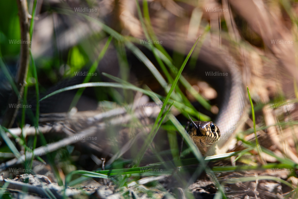 Wildlinse-240406-1 | Willkommen bei Wildlinse. Wildtierfotografien aus Schleswig-Holstein: Entdecke einzigartige Fine-Art-Prints und Poster, die Ruhe, Wildnis und die Schönheit unserer heimischen Tierwelt in dein Zuhause bringen. - Realisiert mit Pictrs.com