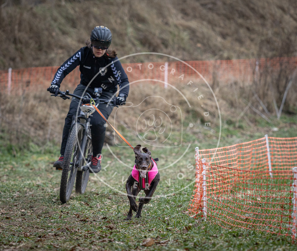 Pfotenfotografie_DV3A9570 | Hundefotografie, Tierfotograf, Pfotenfotografie, Fotoshooting Hund, Hunde Portrait, Hundesport, Hundeportraits, Heideshooting, Hunde, Sportfotograf, Hundefotograf, Turnierhundsport, THS,  - Realisiert mit Pictrs.com
