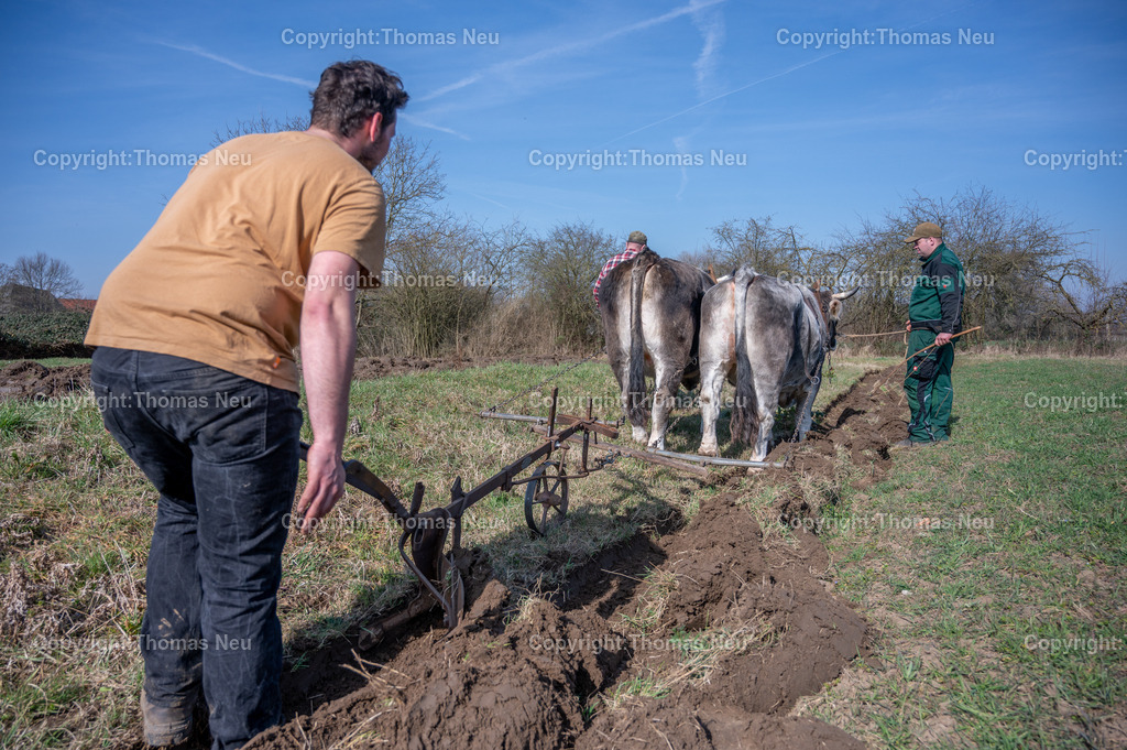 Lauresham_21_DSC_5137 | ble, Lauresham, Saisoneröffnung,das Ochsengepann Ben und Bubi bei der Feldarbeit, am Pflug Markus Windrich, rechts hinten Maximilian Bauer und verdeckt Gerhard Döring,  ,, Bild: Thomas Neu