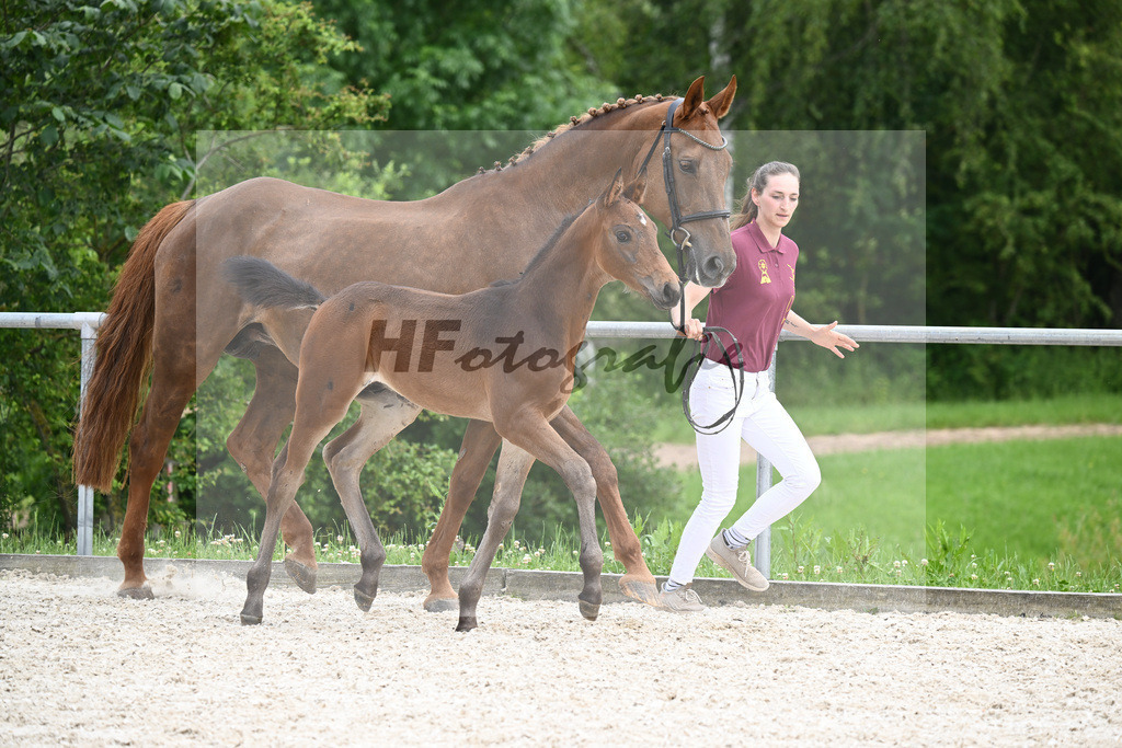 Covalliero x Lone Star_HF_Trukenbrod_20240954 | hf-fotografie - Realizzato con Pictrs.com