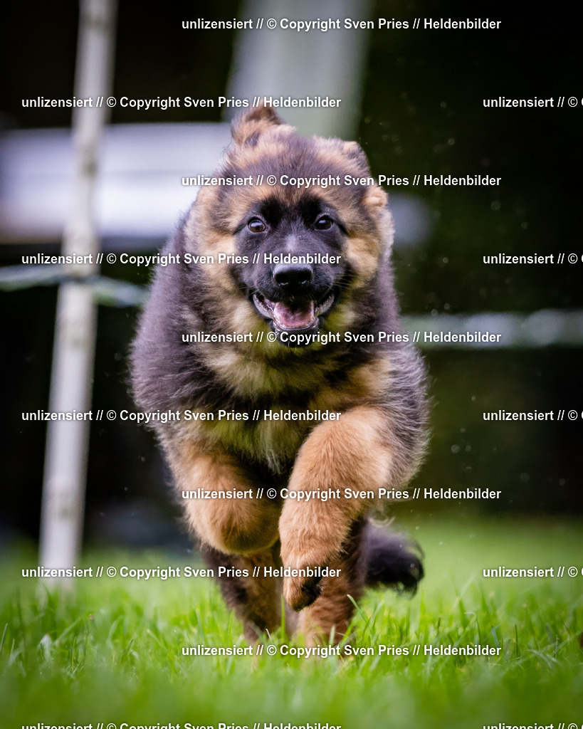 Sven Pries | 2024-10-19 - Hunderennen Ober-Grombach - Realisiert mit Pictrs.com