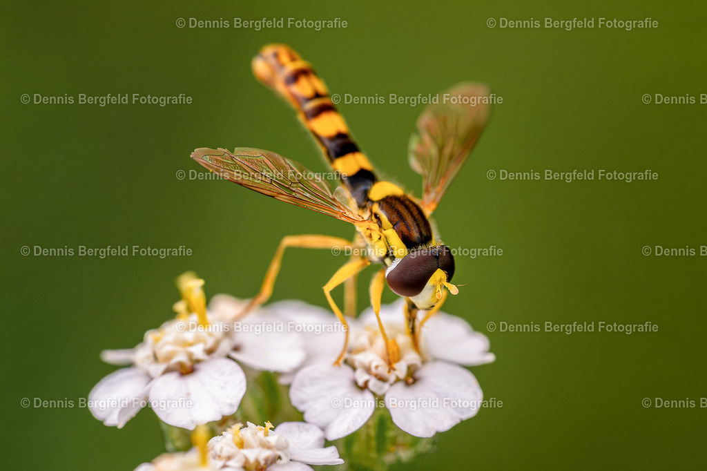 Schwebfliege auf weißer Blüte | Entdecken Sie Natur, Makro und Tierfotografie von Dennis Bergfeld.Besondere Momente und Details der Natur, hochwertig als Foto und Wandbild erhältlich. - Realisiert mit Pictrs.com