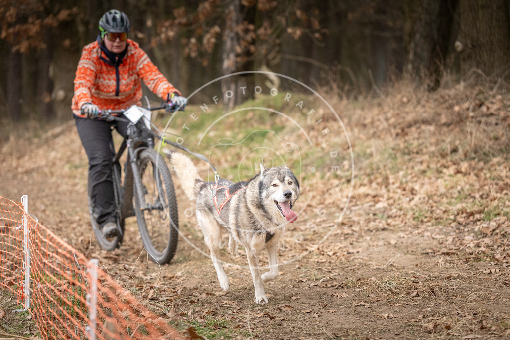 Pfotenfotografie_DV3A1699 | Hundefotografie, Tierfotograf, Pfotenfotografie, Fotoshooting Hund, Hunde Portrait, Hundesport, Hundeportraits, Heideshooting, Hunde, Sportfotograf, Hundefotograf, Turnierhundsport, THS,  - Realisiert mit Pictrs.com