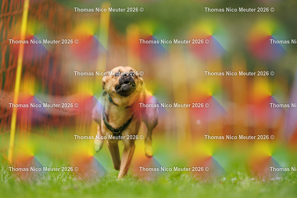 Thomas_Nico_Meuter(C)_13. September 2026_223A1076 | Bild von Thomas Nico Meuter - Realisiert mit Pictrs.com