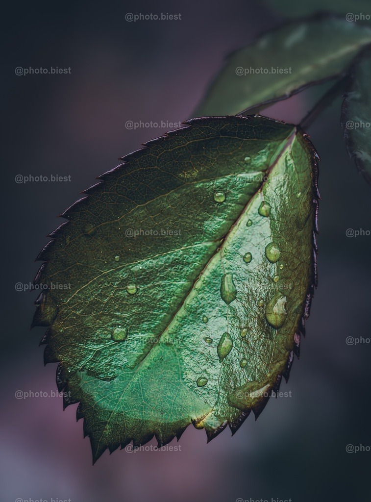 Zackige Rose | Ein junges Blatt einer Rosenpflanze. - Realisiert mit Pictrs.com