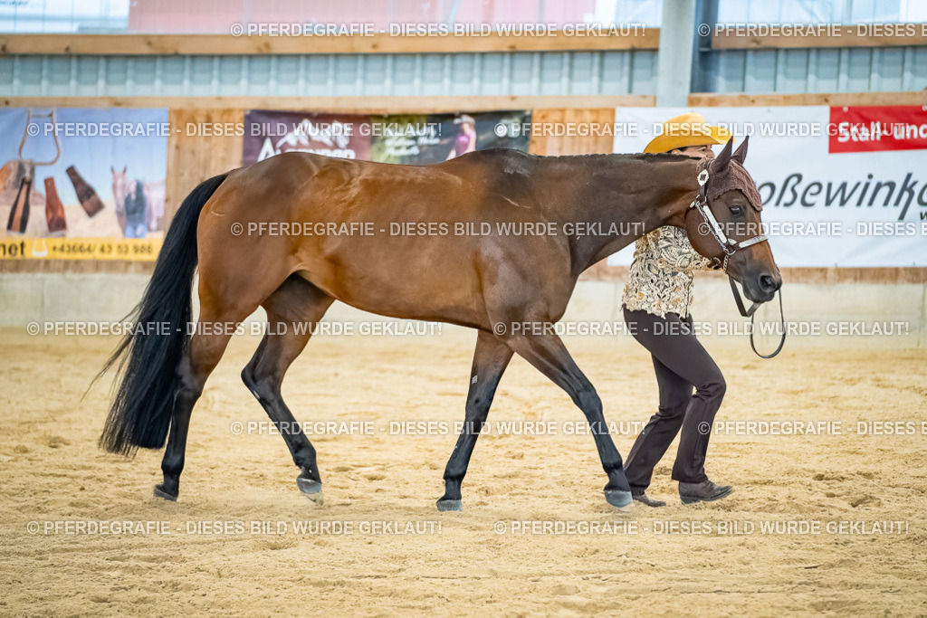 DSC09802 | Pferdegrafie