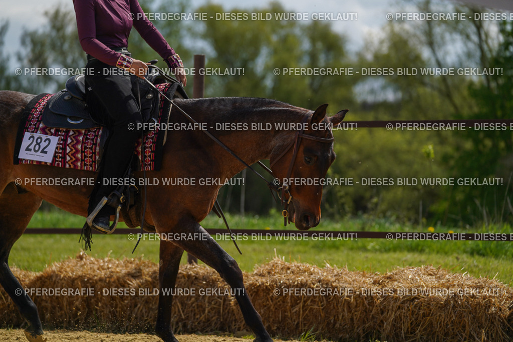 DSC04971 | Pferdegrafie