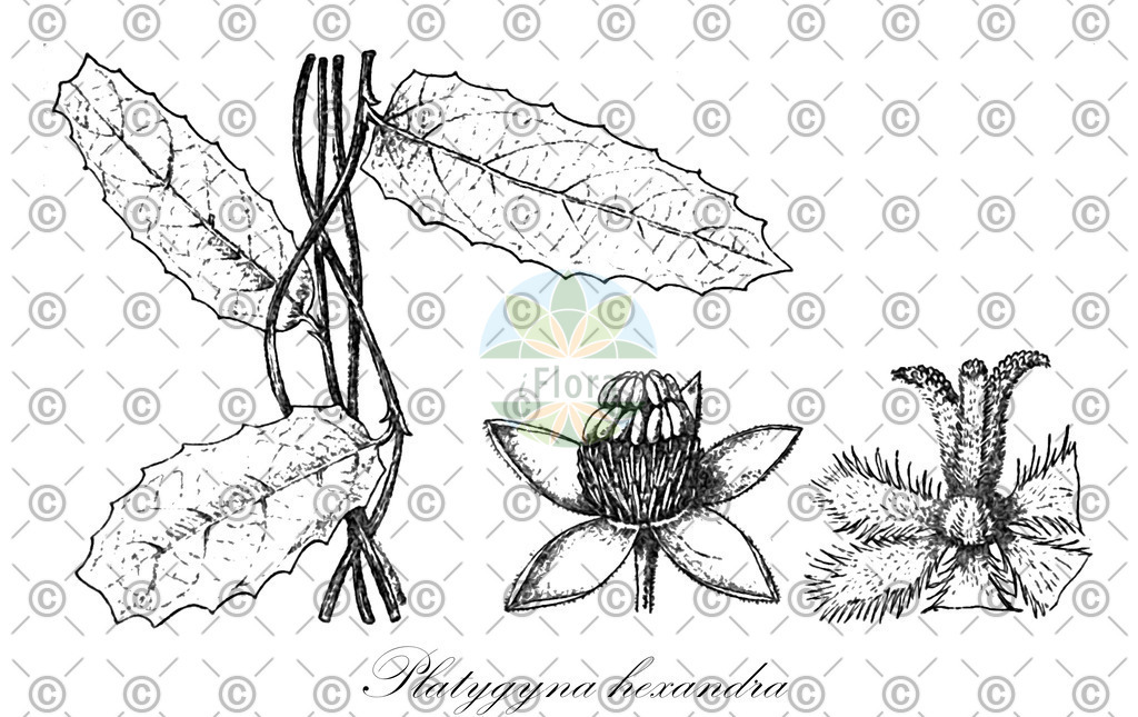 HistAbb_wfo-0001162944_1_ENZY_Simple | Historische Abbildung von Platygyna hexandra - Euphorbiaceae | Historical Illustration of Platygyna hexandra - Euphorbiaceae