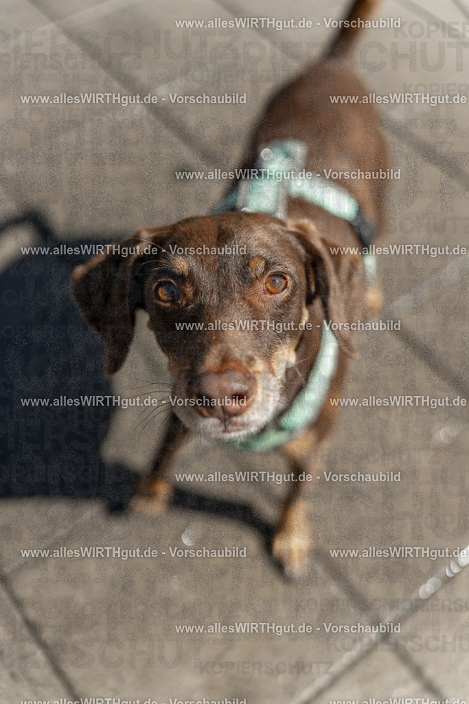Hundeschwimmen_Volksbad_2026-allesWIRTHgut_Tierfotografie-2609061242-115223-7R500143 | Professionelle Tierfotografie in Mönchengladbach von Daniel Wirth (allesWIRTHgut). Liebevolle & natürliche Bilder von Hunden & Katzen für unvergessliche Erinnerungen.