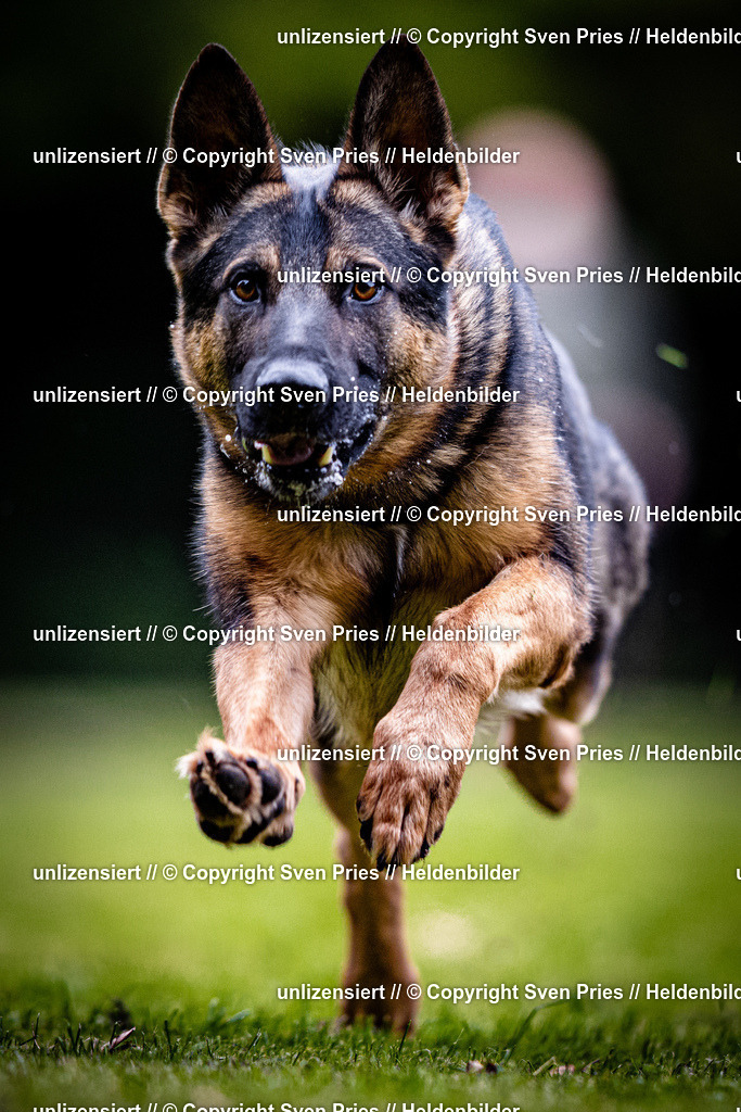Sven Pries | 2025-10-03 - Hunderennen Obergrombach - Realisiert mit Pictrs.com