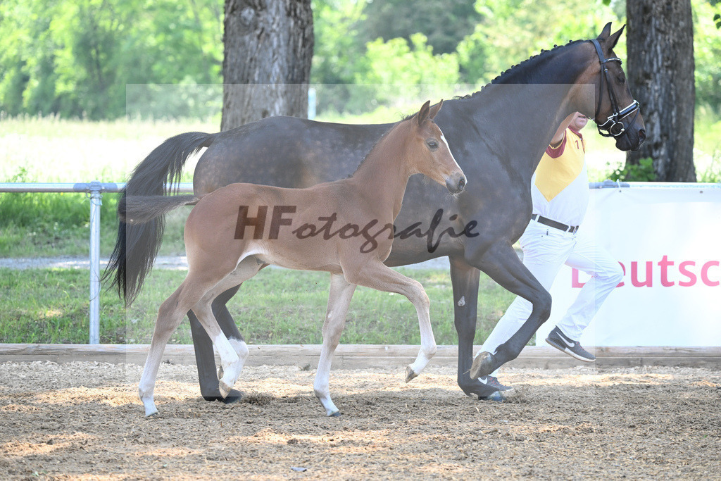 Kat-Nr. 12 SF Kjento_Knott_14230285 | hf-fotografie - Realisiert mit Pictrs.com