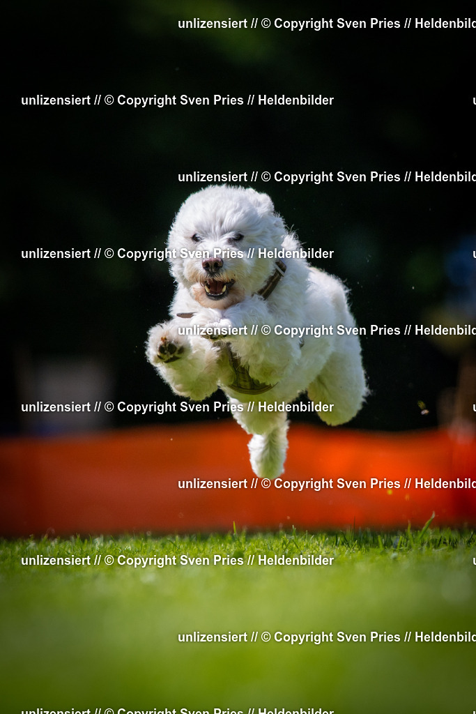 Sven Pries | 2025-08-10 - Hunderennen Durlach - Realisiert mit Pictrs.com