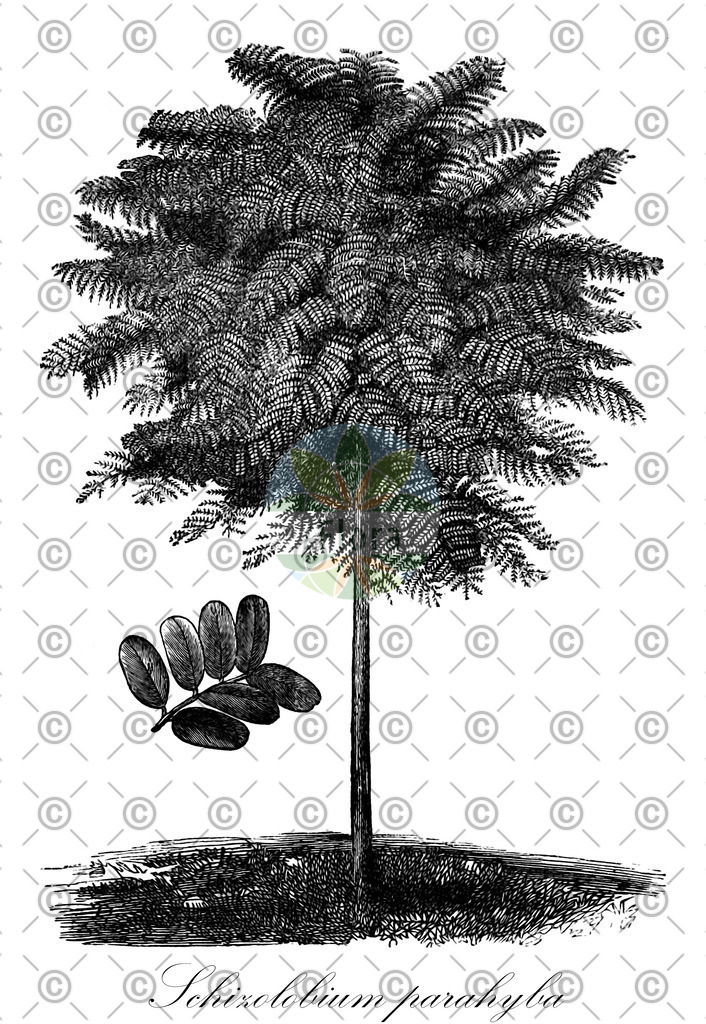 HistAbb_wfo-0000441599_1_ENZY_Simple | Historische Abbildung von Schizolobium parahyba - Fabaceae | Historical Illustration of Schizolobium parahyba - Fabaceae