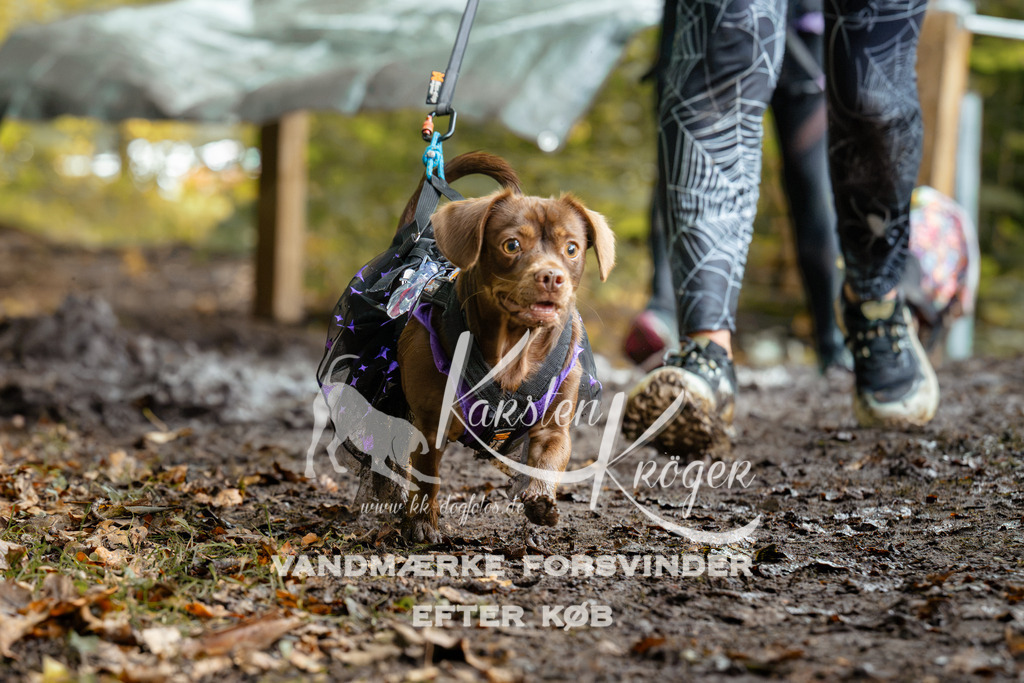 1422DZ6_1744Z6 | kk-dogfotos