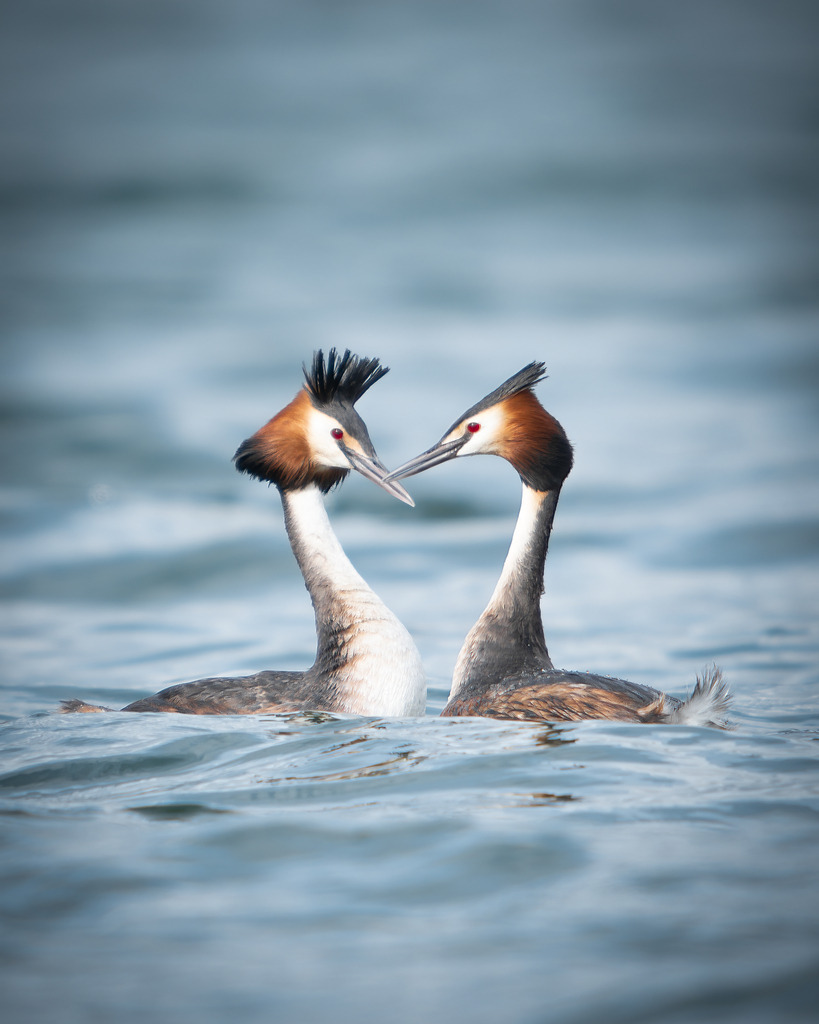 DSC_3171-Verbessert-Bearbeitet | Ich bin Fotograf aus Neuburg an der Donau und spezialisiere mich auf Wildlife-Fotografie, Landschaftsaufnahmen und Portraits.Ob Hochzeit, Familienbilder oder Naturaufnahmen – ich fange echte Momente ein, die bleiben. 