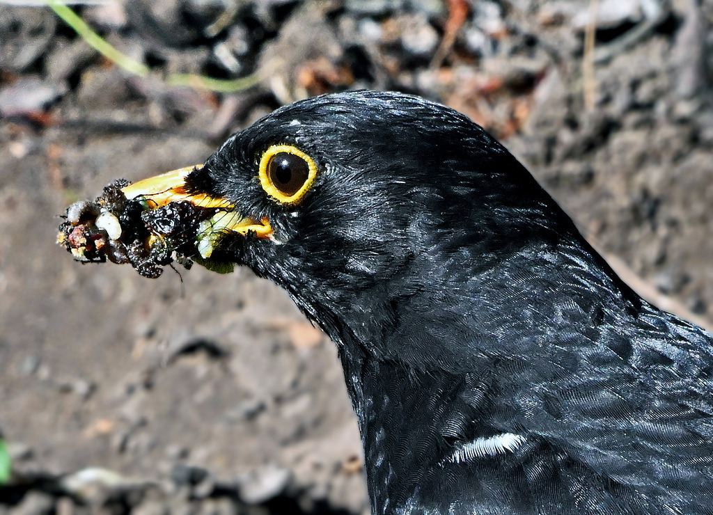 Amsel05-1 | lucisnaturbilder - Realisiert mit Pictrs.com