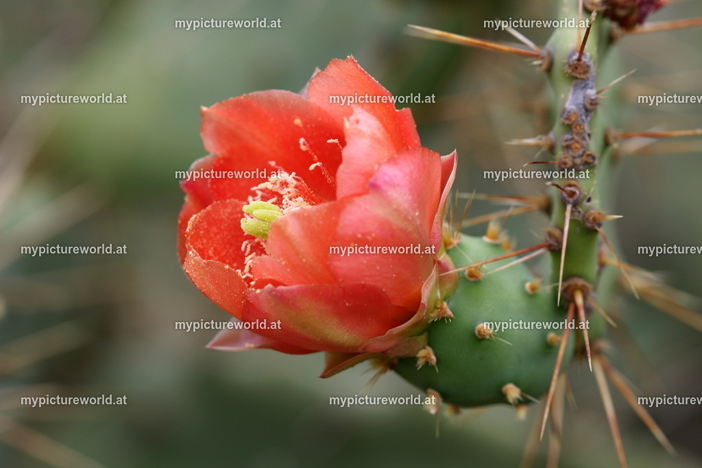 Feigenkaktus-004 | Das Bilderarchiv über Tiere, Planzen und Landschaften. In der Bilddatenbank finden Sie ein große Auswahl an hochwertigen Bilder für Ihre Werbung - Realized with Pictrs.com