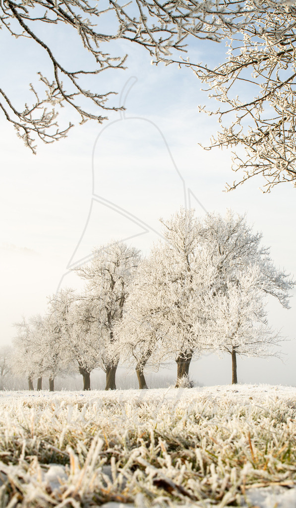 Frostige Birnbäume Mostviertel | Bei Veröffentlichung des Bildes ist eine Namensnennung wie folgt erforderlich: 
Foto: Mostdirn Irmgard Wieser - Realisiert mit Pictrs.com