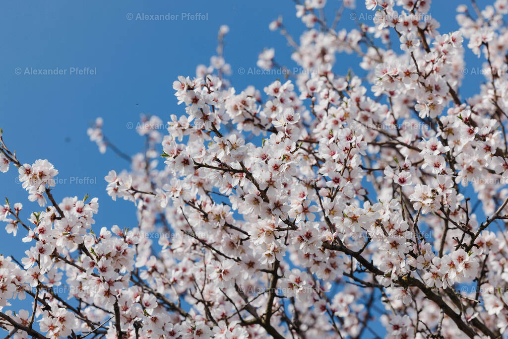 foto_c_pfeffel-partner-0178-R52_2637 | alexander-pfeffel - Realisiert mit Pictrs.com