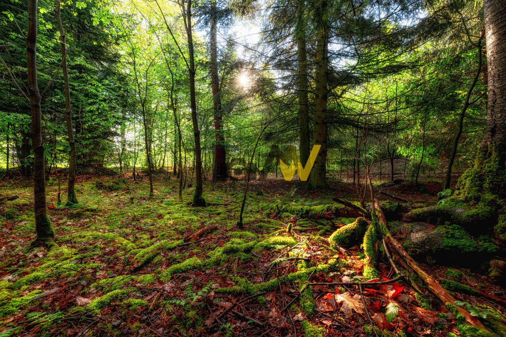 Stuttgart rotwildpark Waldleuchten | Hochauflösende und hochwertige Bilder und Fotos.Kommerzielle oder private Nutzung ✔ Bilder downloaden✔ Acryl ✔ Leinwand ✔ Poster ✔
 - Realisiert mit Pictrs.com