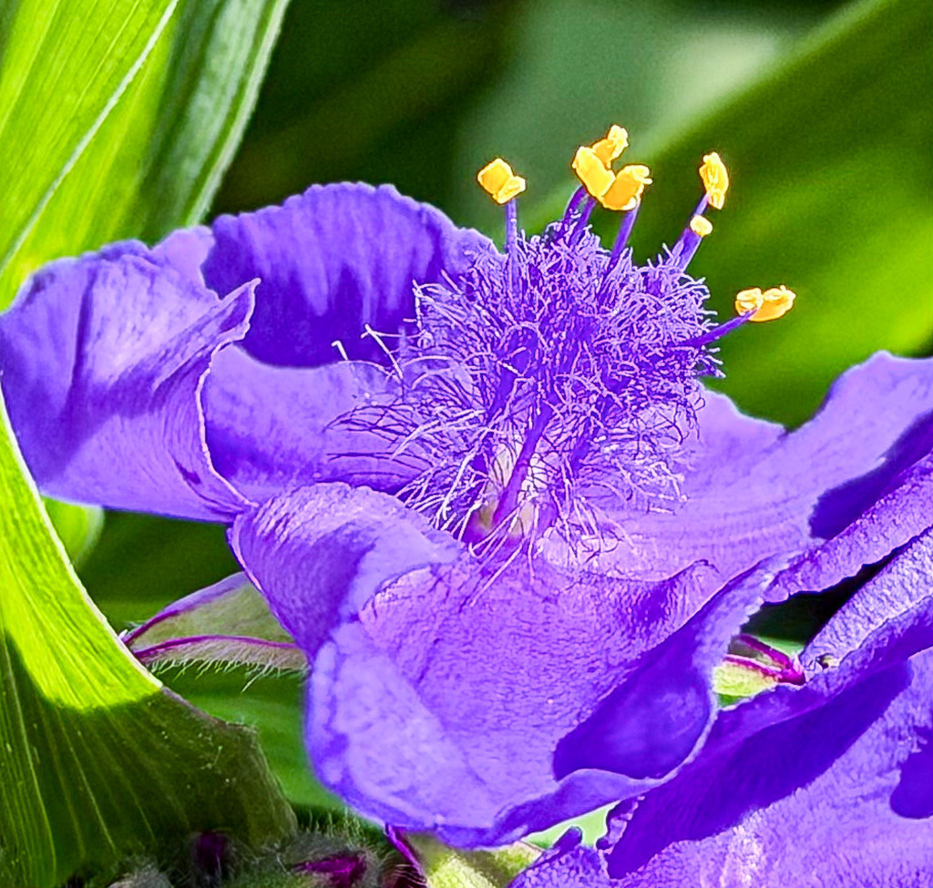 Elektrisches Violett – Detailreiches Makro-Wandbild Dreimasterblume | Ein faszinierender, kraftvoller Farbakzent für moderne Räume. Diese gestochen scharfe Makroaufnahme fängt das Herz einer Dreimasterblume (Tradescantia) in vollendeter Brillanz ein. Der spektakuläre Kontrast zwischen den samtigen, tiefvioletten Blütenblättern und den leuchtend gelben Staubgefäßen erzeugt im extremen Nahfokus eine moderne, fast surreale Dynamik. Ein exklusiver Blickfang für helle Wohnzimmer, moderne Schlafzimmer oder stilvolle Praxisräume. Empfohlen als Premium-Druck unter Acrylglas für maximale Tiefenwirkung. - Realisiert mit Pictrs.com