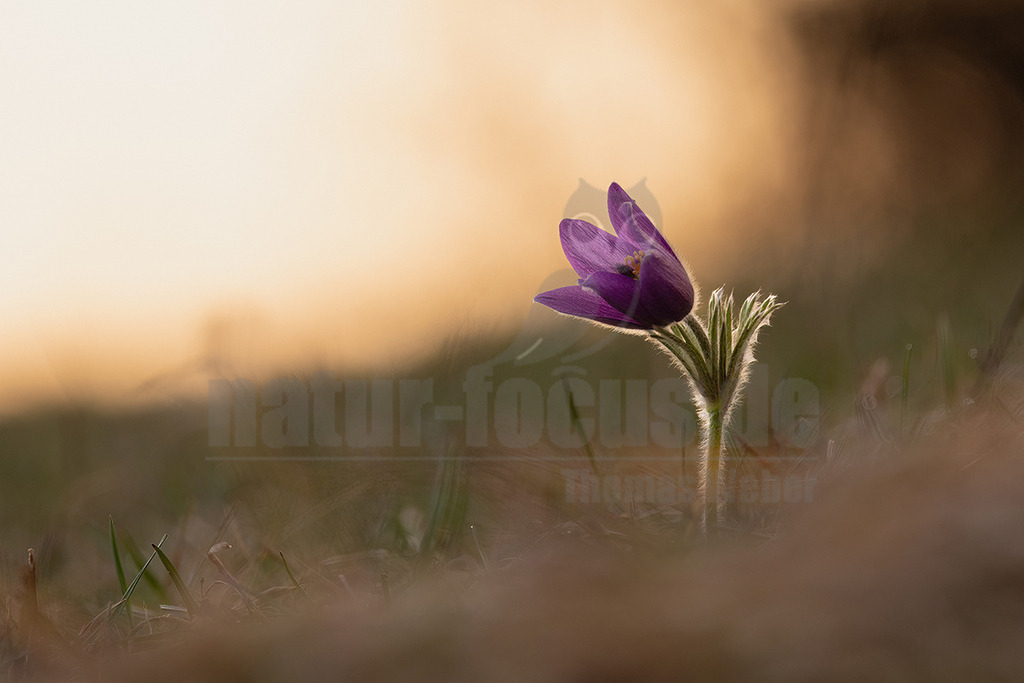 R5NF4309_20250324 | Die Gewöhnliche Küchenschelle (Pulsatilla vulgaris) gehört zu den Hahnenfußgewächsen und ist ein bekannter und beliebter Frühjahrsblüher. Zwischen dem Abschmelzen des letzten Schnees und dem Aufblühen der ersten Küchenschellen liegen manchmal nur wenige Tage. Die Blütenknospen werden bereits im Herbst gebildet und müssen sich nach dem Winter nur noch strecken. Gleich nach dem Erwachen aus der Winterruhe werden die violetten Blüten von unterschiedlichen Furchen- und Mauerbienen besucht, die eifrig Nektar tanken und Pollen sammeln. Dabei bestäuben sie die Fruchtknoten, die im Zentrum jeder Blüte sitzen und aus denen sich zwischen 30 und 90 winzige Nüsschen entwickeln. Nach dem Verwelken der Blütenkrone wachsen die fädigen Griffel dieser Fruchtknoten zu silbrigen Federschweifen aus. Die lösen sich allerdings nicht so leicht wie die Fallschirme eines Löwenzahns. Erst bei kräftigen Windböen werden sie einzeln oder gleich als ganzer Federball abgerissen und vom Wind verfrachtet. - Realisiert mit Pictrs.com