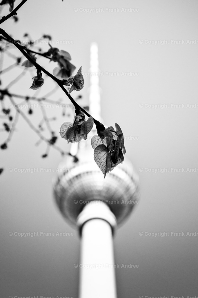 Berliner Fernsehturm hinter Zweig | Der Berliner Fernsehturm im Frühjahr. Frische, lichtdurchlässige  Blätter an einem Zweig  vor dem Wahrzeichen Berlins, dem Fernsehturm. - Realisiert mit Pictrs.com