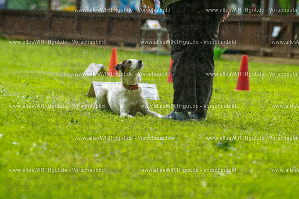@allesWIRTHgut_Tierfotografie - www.allesWIRTHgut.de - 123151-7R509062 | Professionelle Tierfotografie in Mönchengladbach von Daniel Wirth (allesWIRTHgut). Liebevolle & natürliche Bilder von Hunden & Katzen für unvergessliche Erinnerungen.